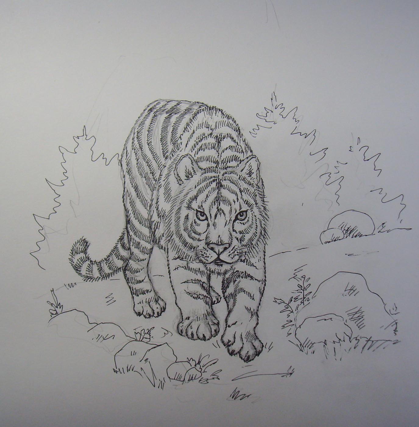 Амурский тигр карандашом